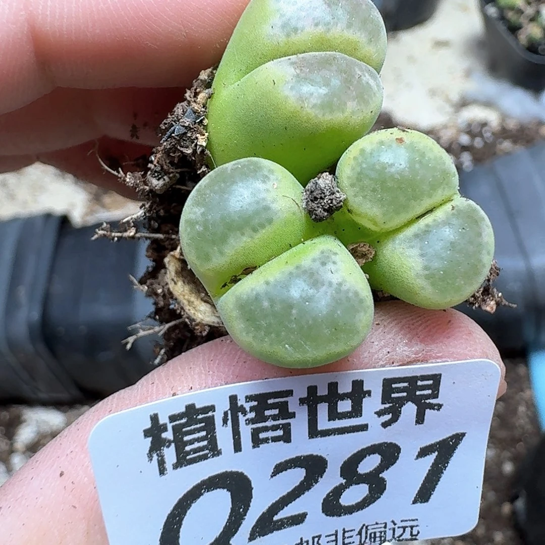 多肉植物的人生法