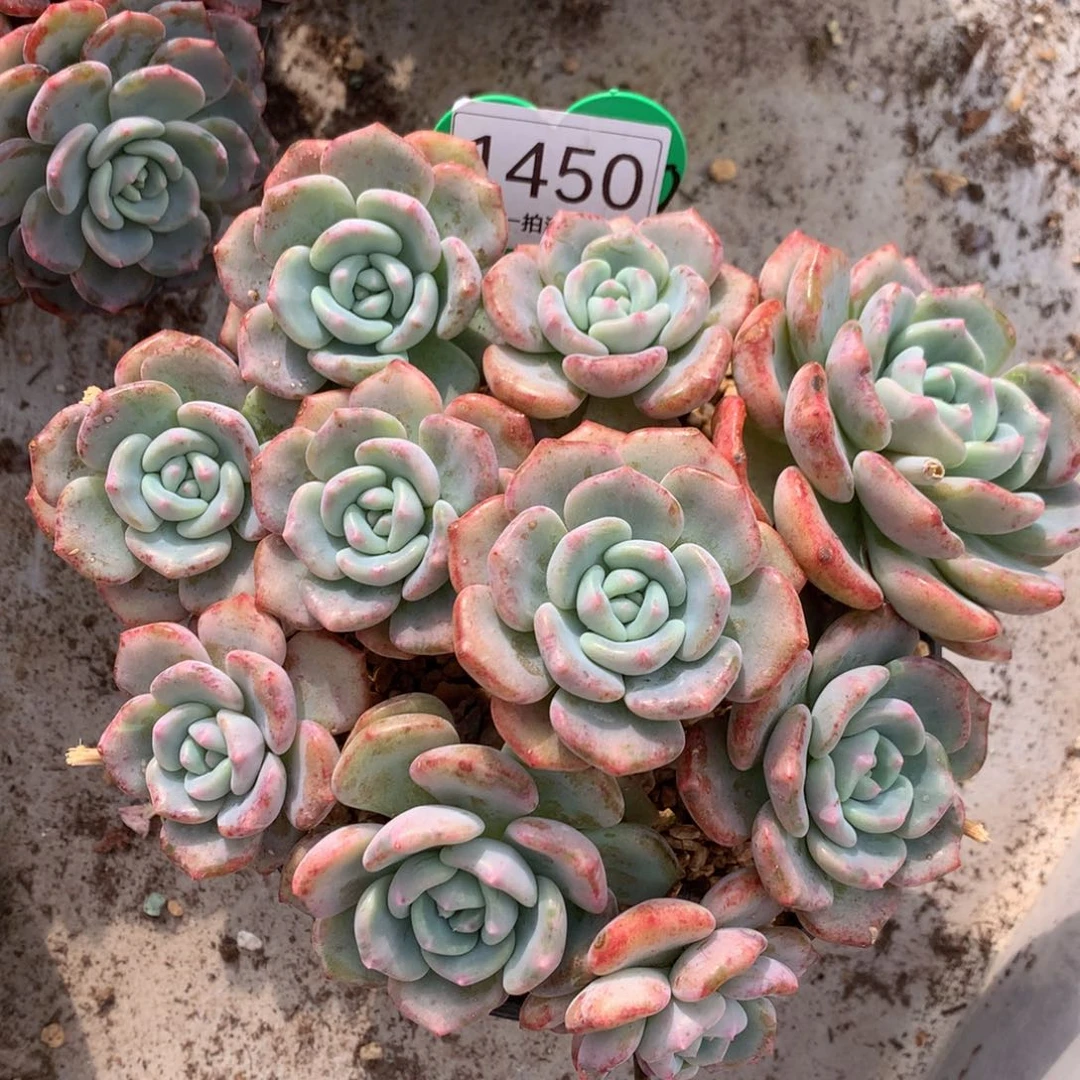 千山雪老桩无砍平头1450