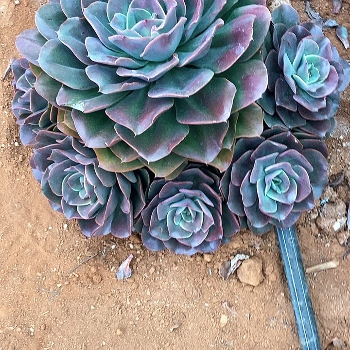 柠***千蒙娜丽莎多肉植物