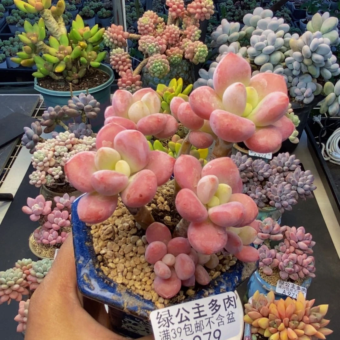 979樱花洛神多肉8c m