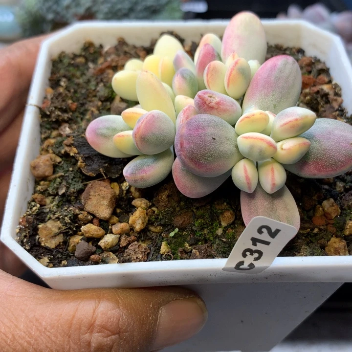 乒乓锦群脱土发货