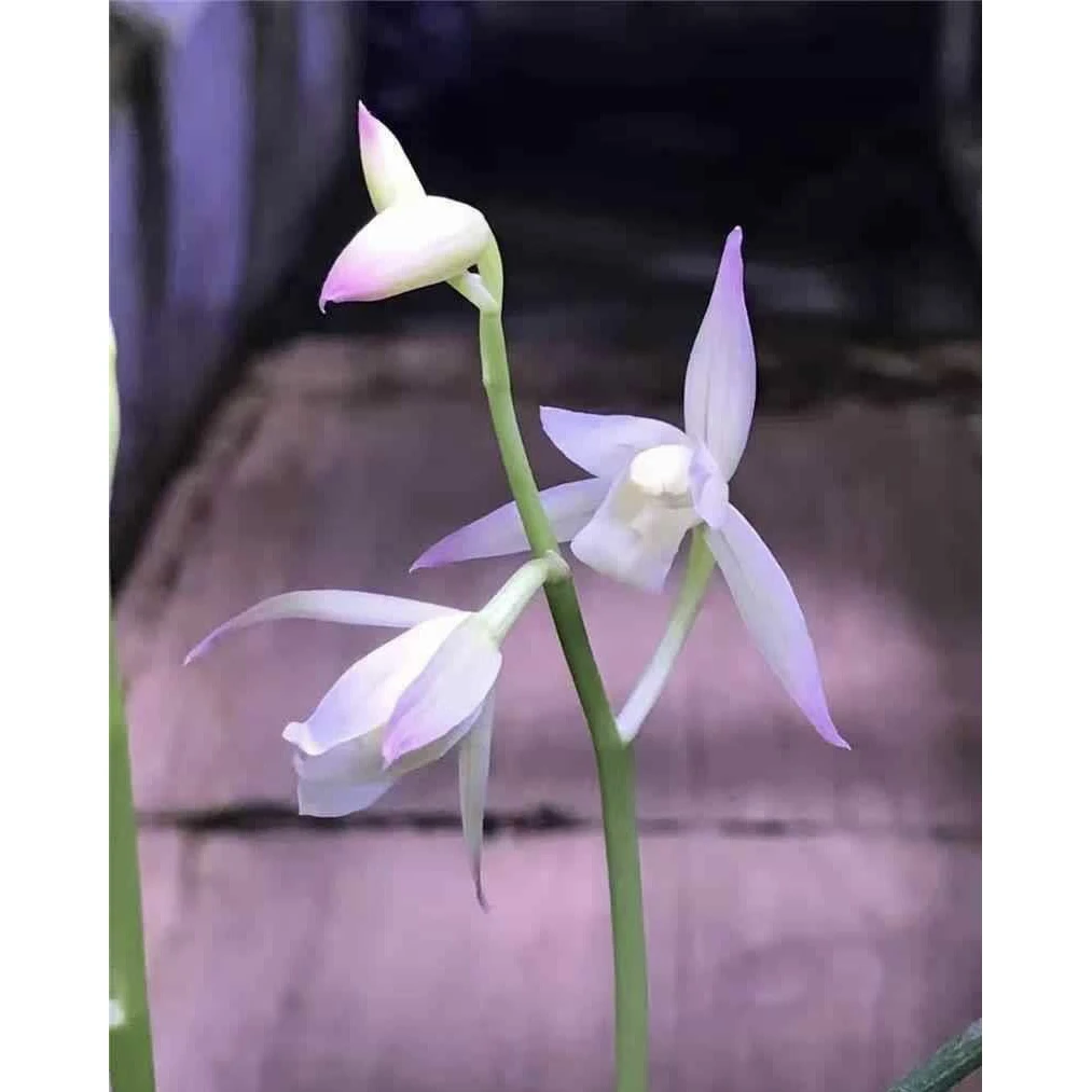 【蜜雪儿】建兰名品国兰兰草2苗花开浓香对版高档人工种植兰花蕙兰