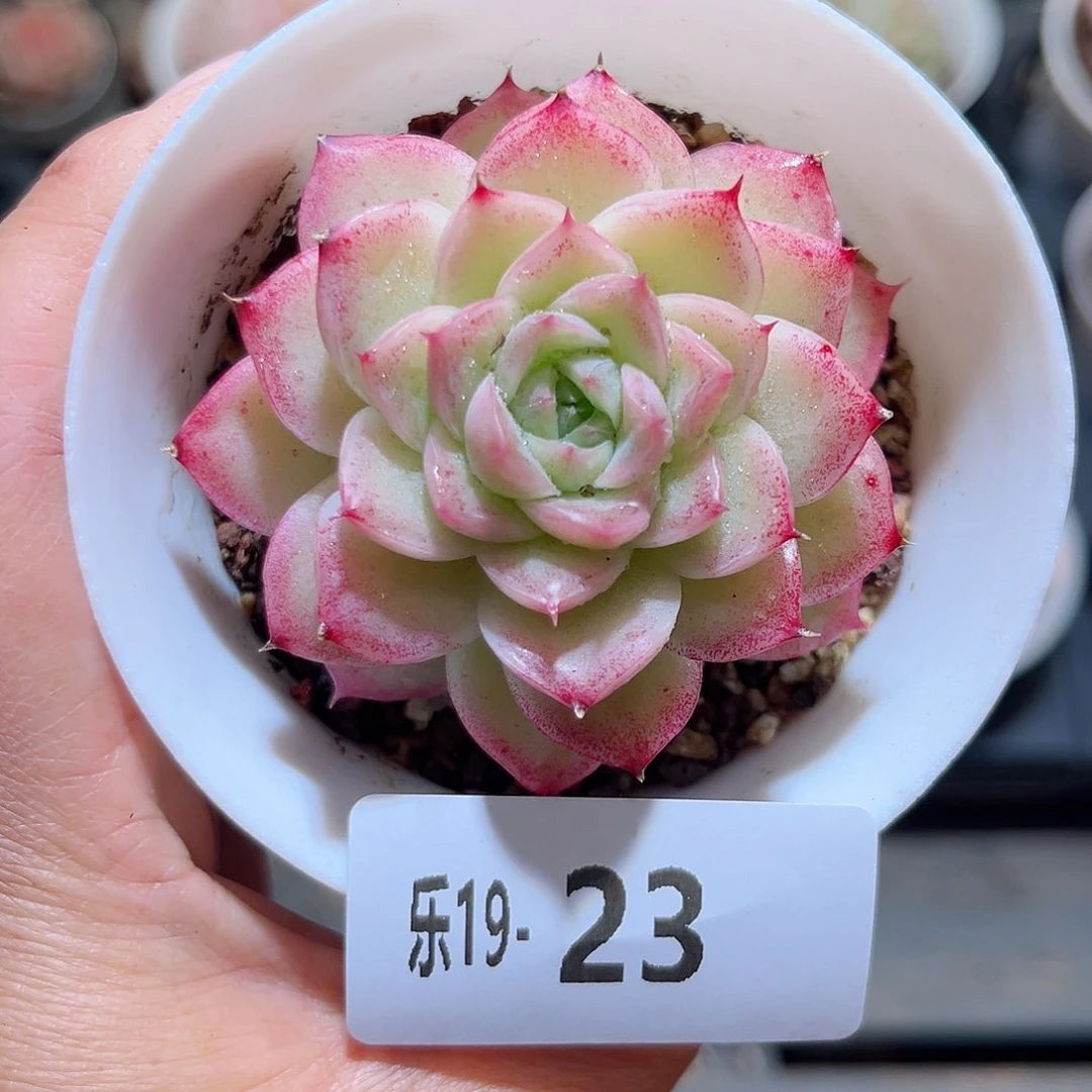 木乐14-23麦秆单头