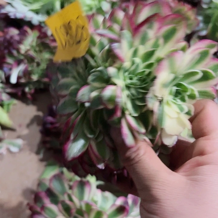 多肉植物海仙0828