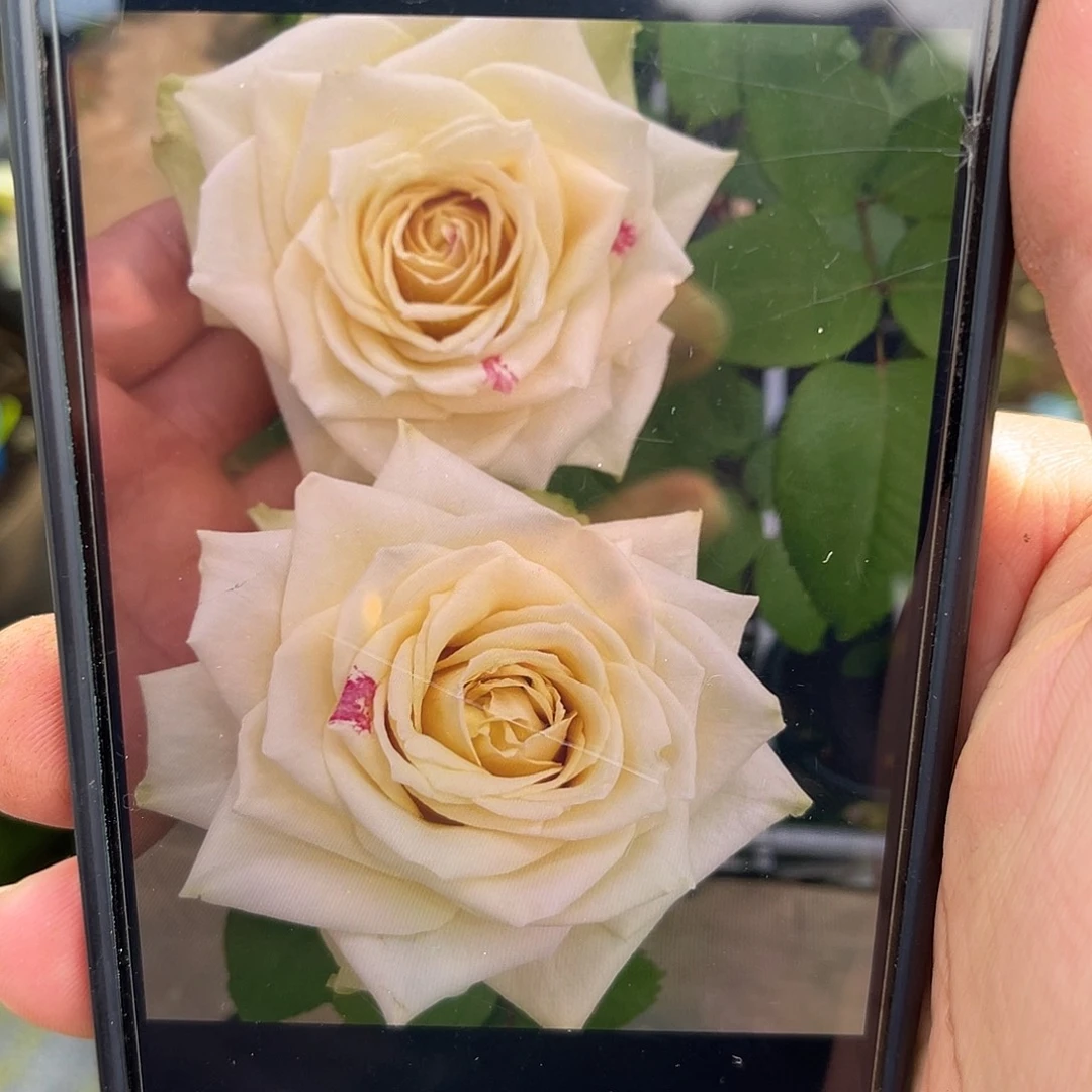 无花朵———重明 福利款