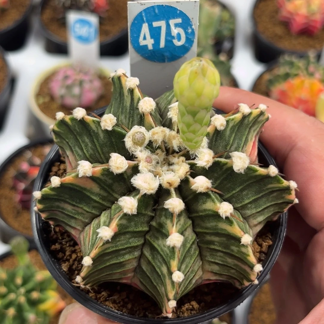 475实生高绒肋骨牡丹锦带盆