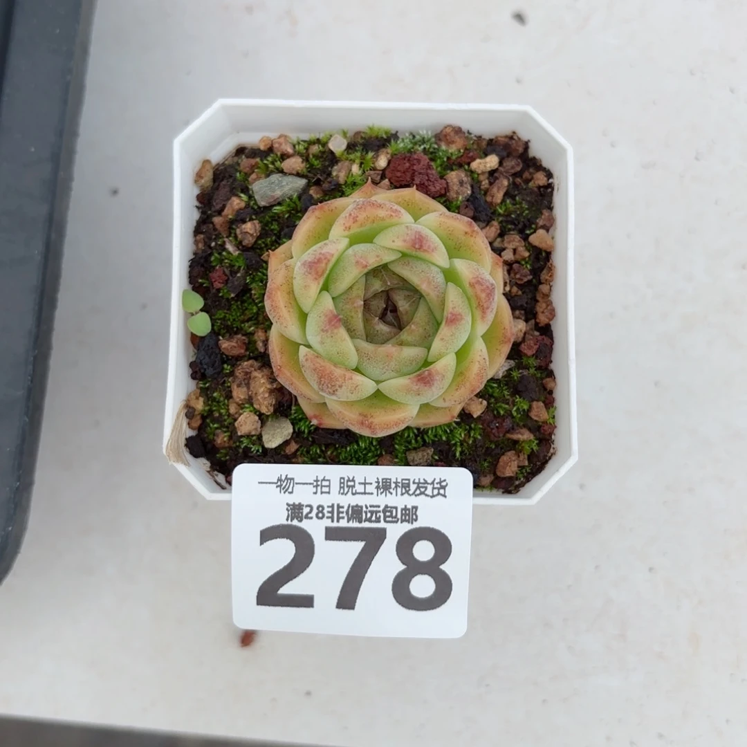 熔岩单头无盆土发货