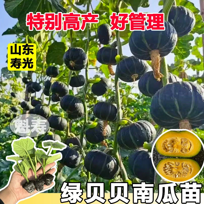 寿光板栗味真贝贝南瓜秧苗带土四季盆栽蜜本老南瓜种子籽高产香甜