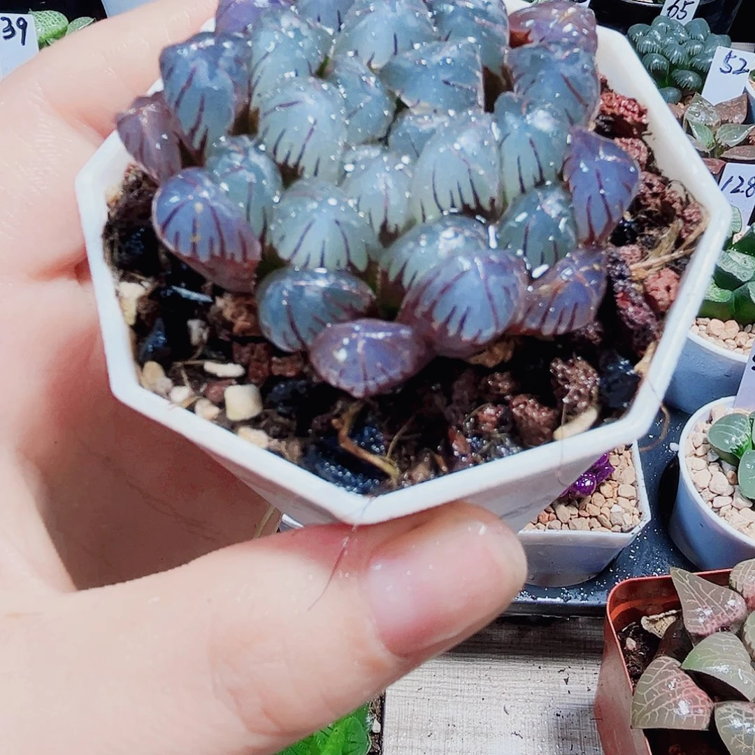 粉果冻多肉植物666