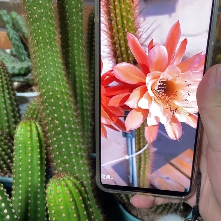 仙人球金三蝴蝶自根一个保25