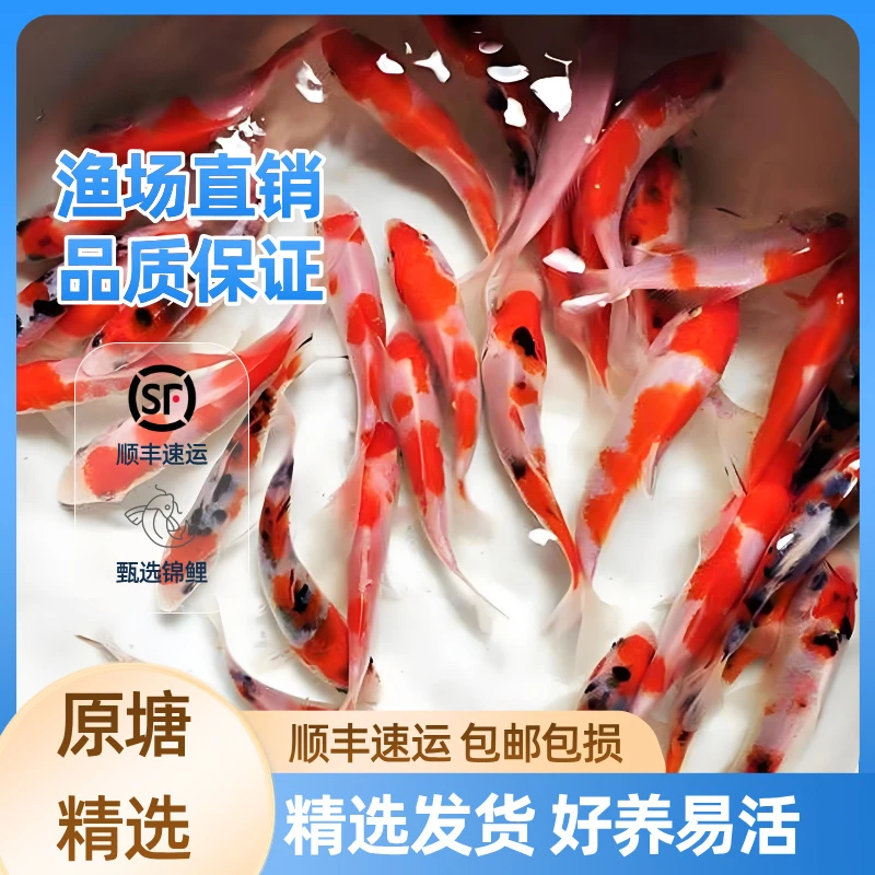 锦鲤活鱼观赏鱼冷水淡水鱼黄金红白大正日系德系好养耐活小锦鲤