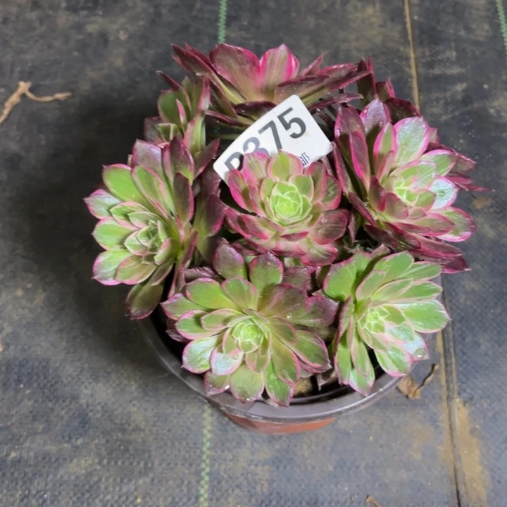 瑞妈，，。。。375万花筒，