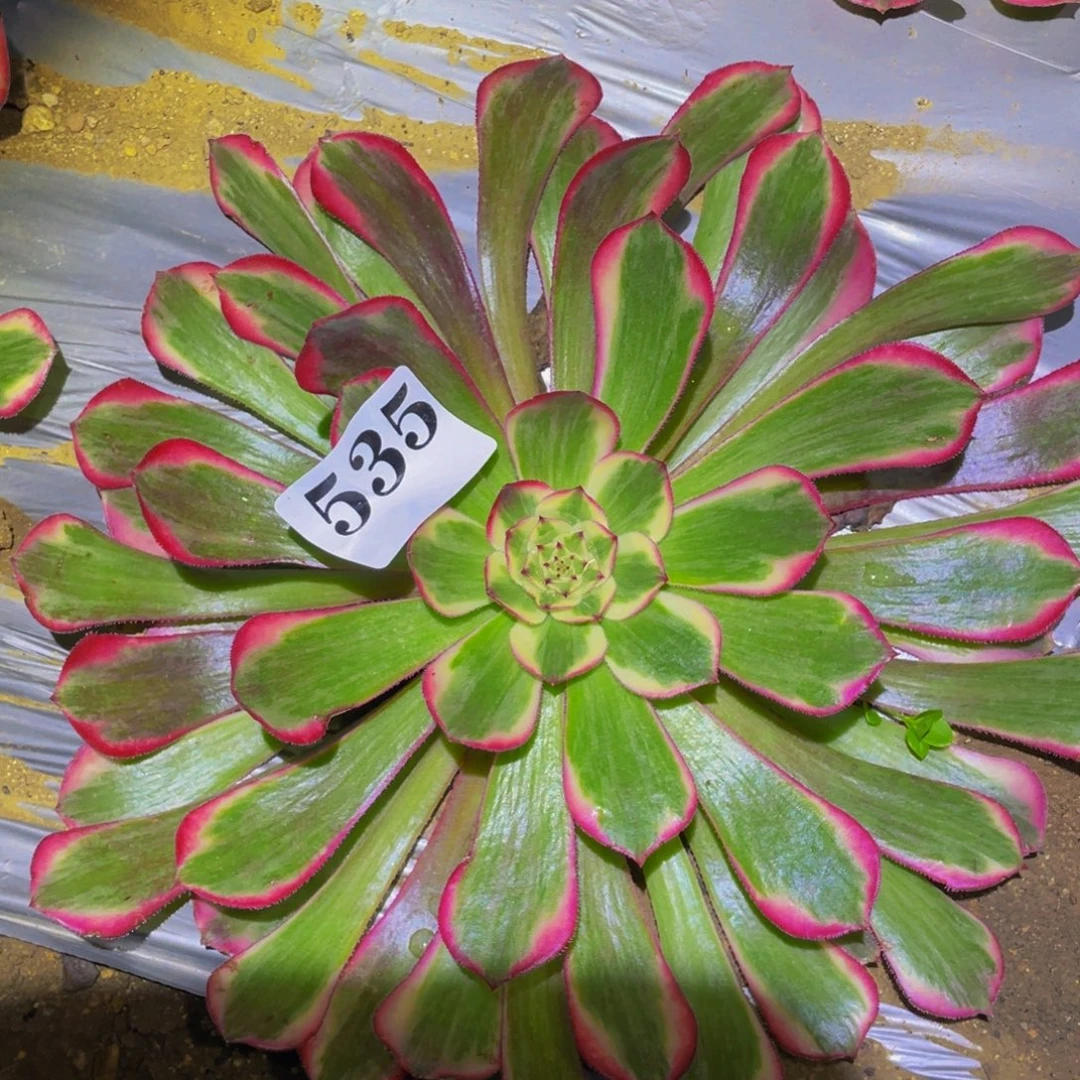 霁月多肉植物多肉535