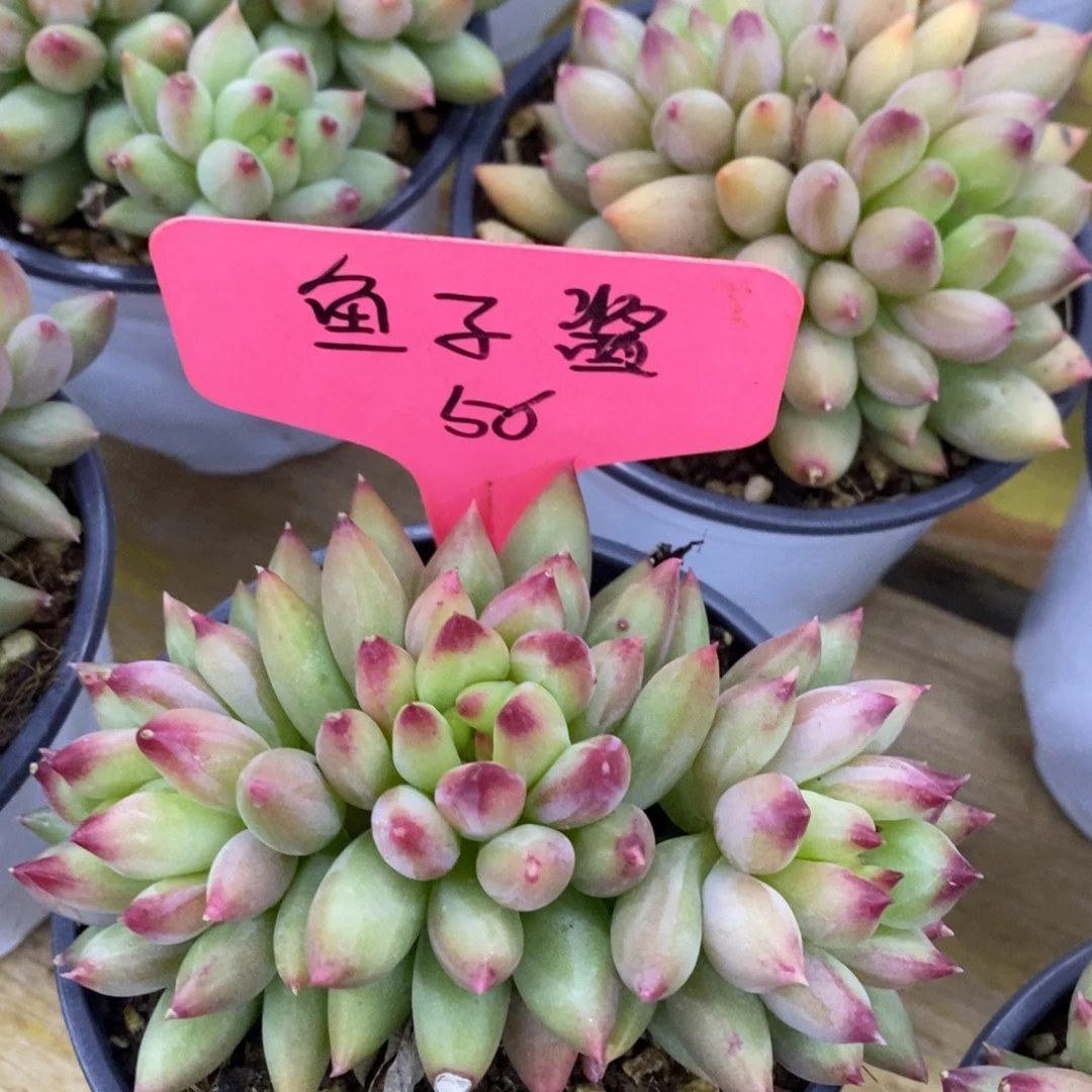 开心多肉，首播第一场，欢迎