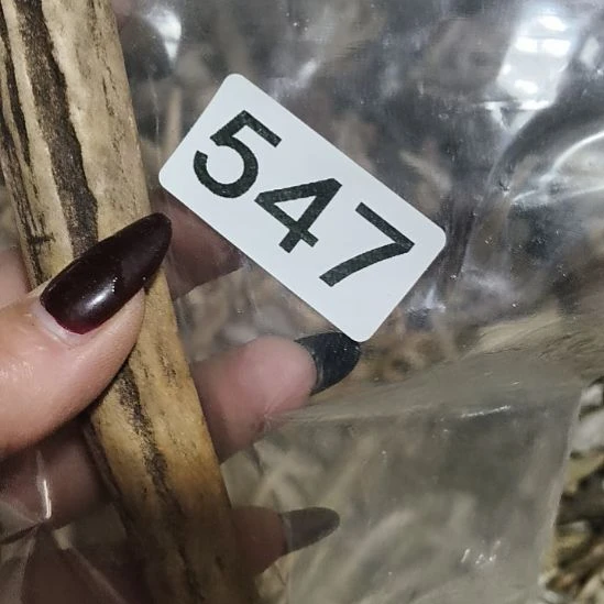 王***岩鹿角鹿角鹿角鹿角鹿角鹿角