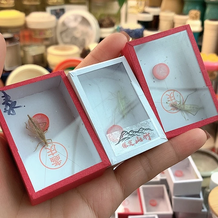 三只竹蛉啊啊啊啊啊啊