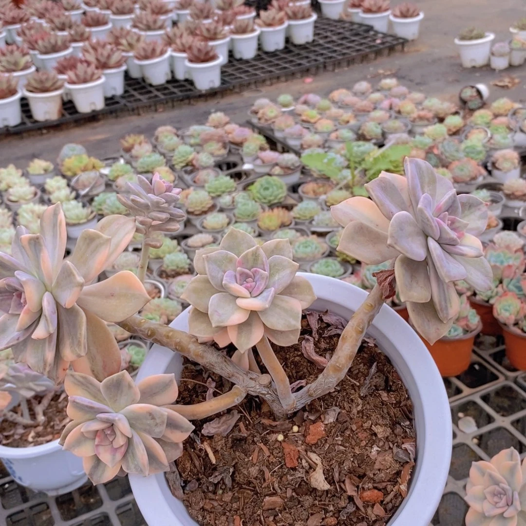 7237紫乐锦一物一拍