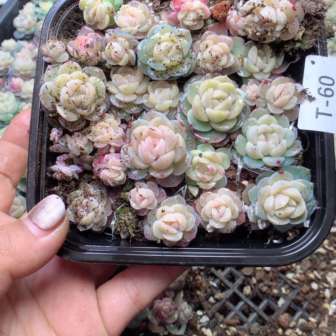 无花朵T60干冰英语