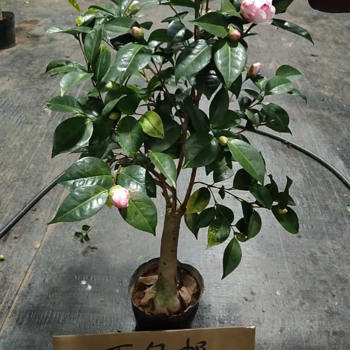 全部花苞玉天使不包邮