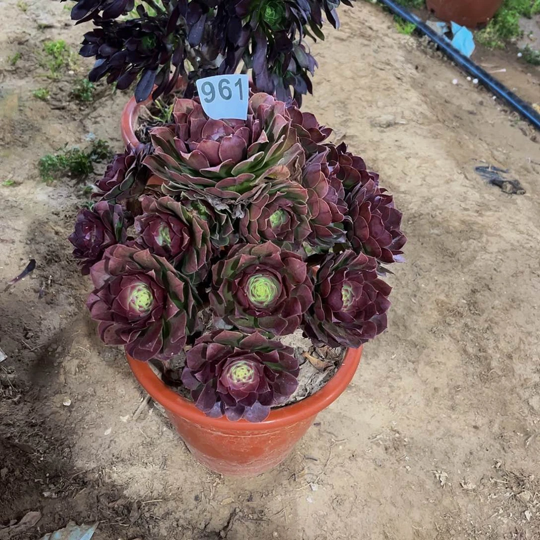 泡***?多肉植物一物一拍961