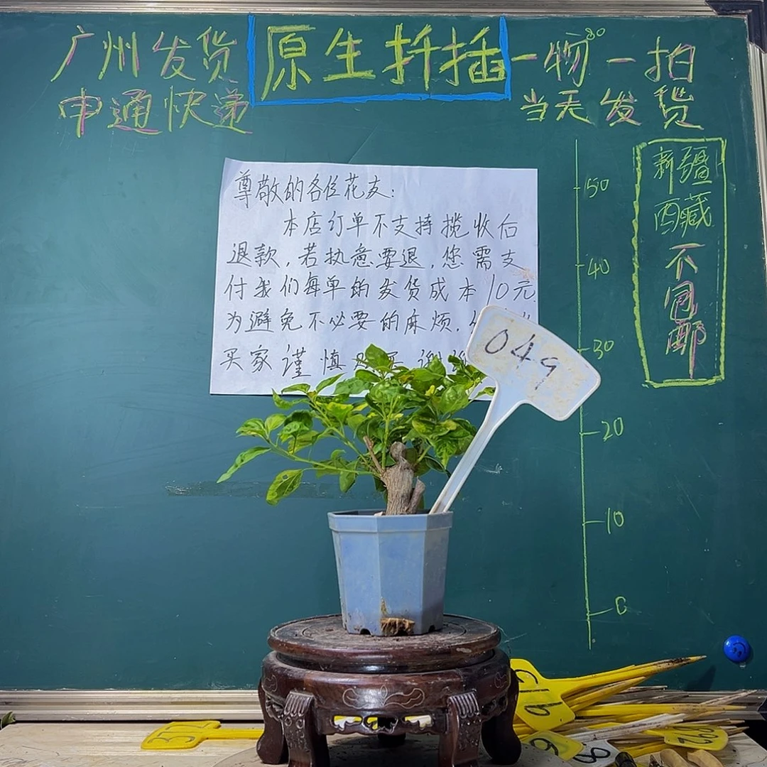 当前无花栽培后可以开花香港丽人 大宝049