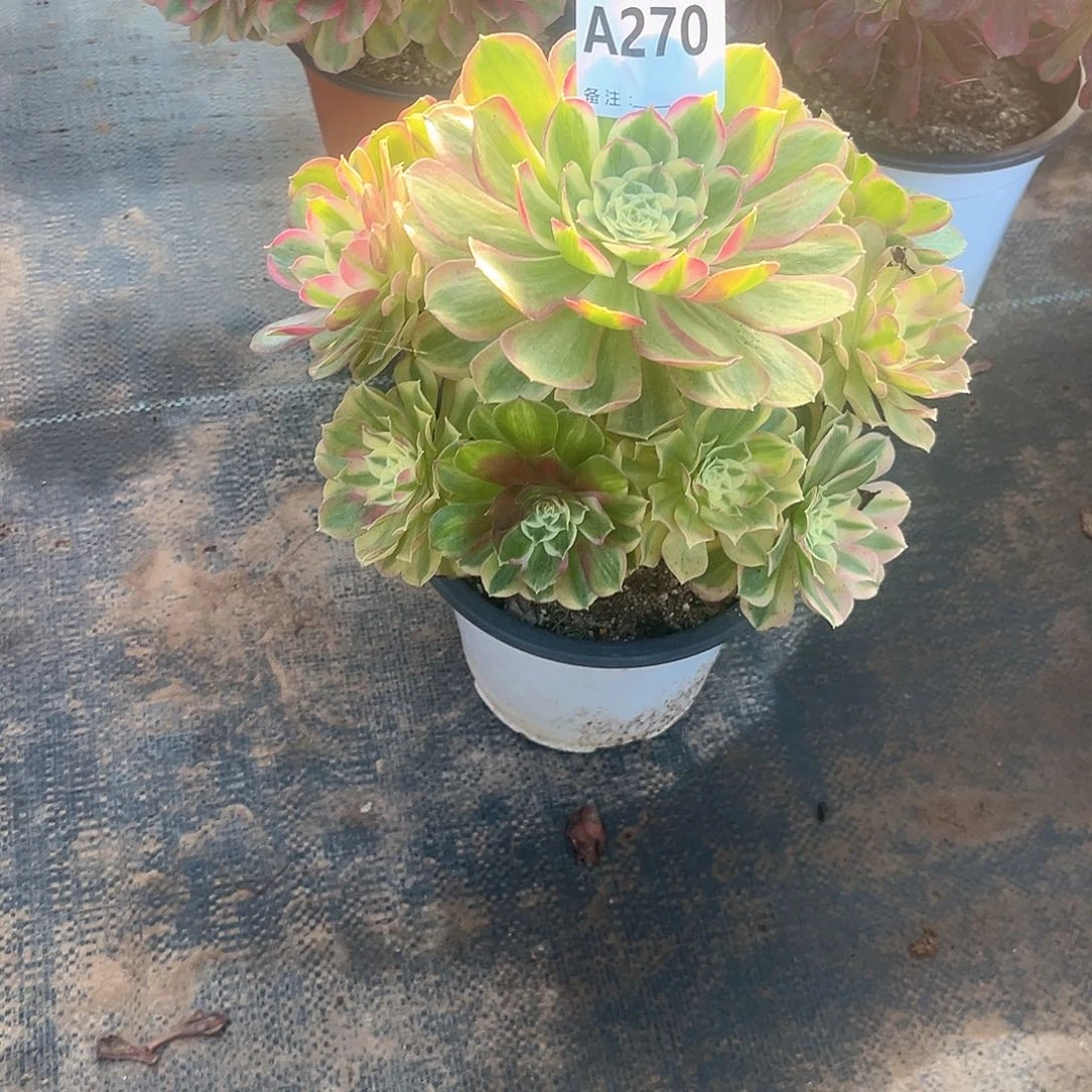 多肉植物玉姿270多肉