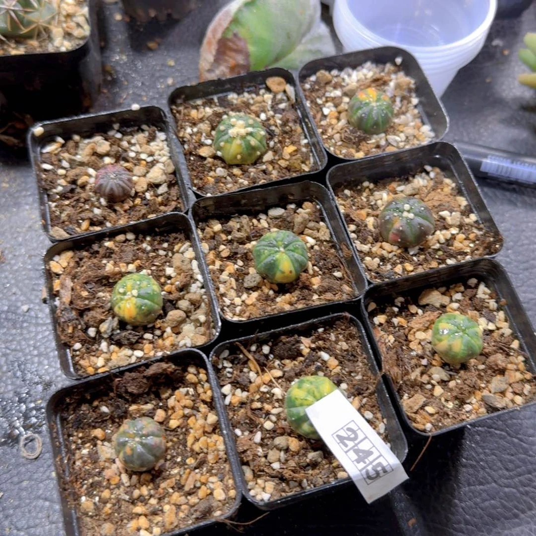 S***默245兜锦一套脱土发货9个