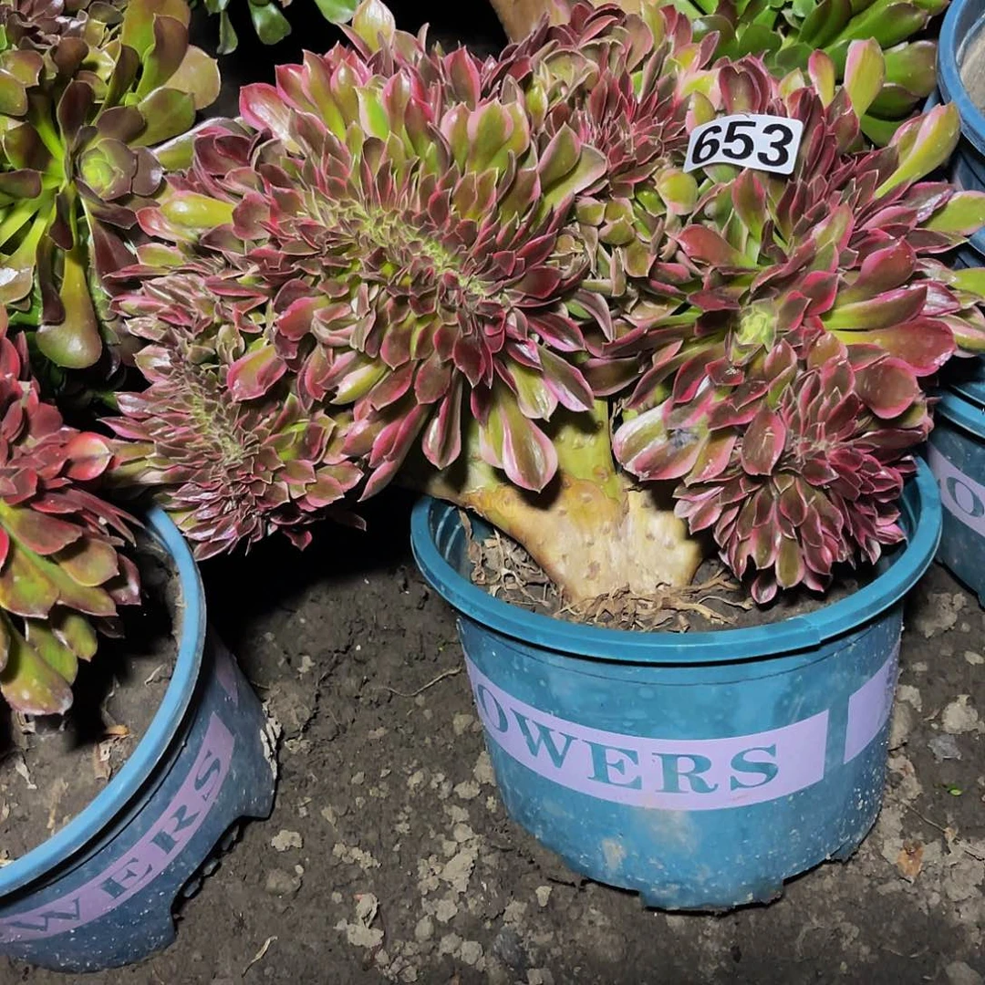 法师法师15-24包邮法师