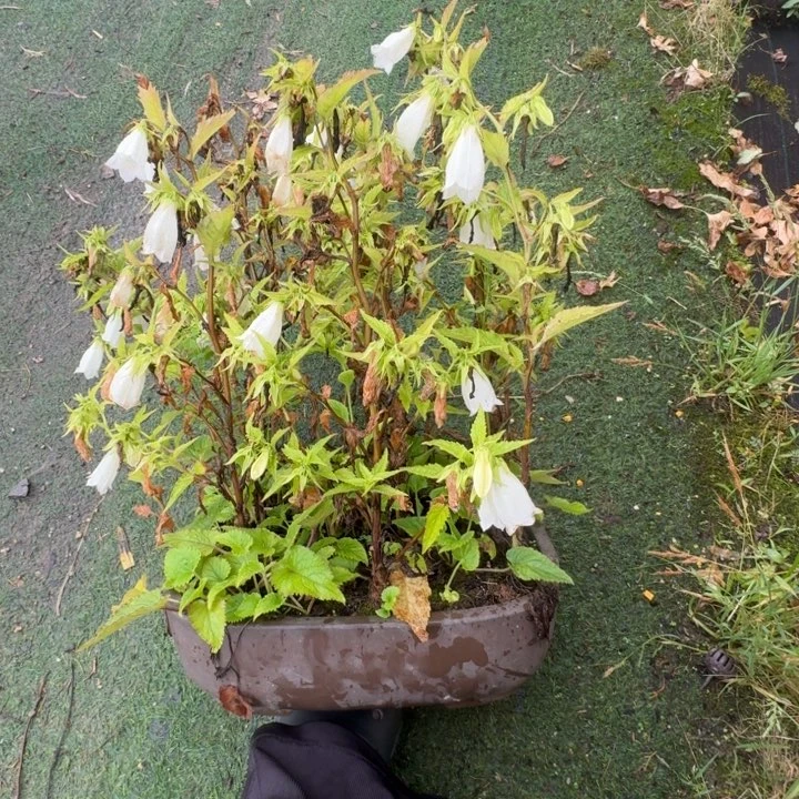 木***言无花朵顺丰到付不包邮