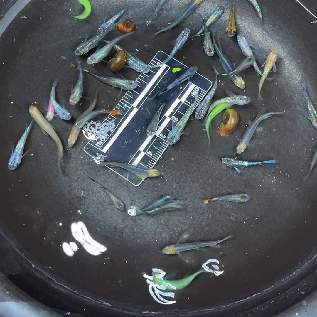 海水鱼8号哈哈哈哈哈哈