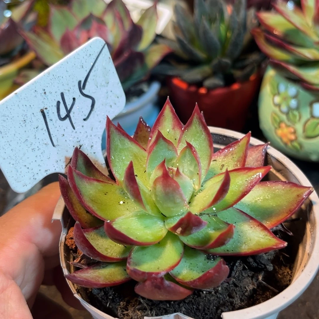 惊鸿仙子多肉植物145