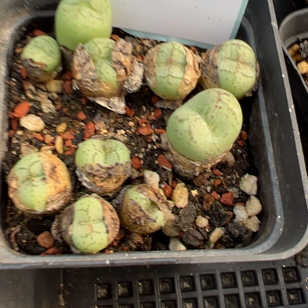 23-23肉锥多肉植物