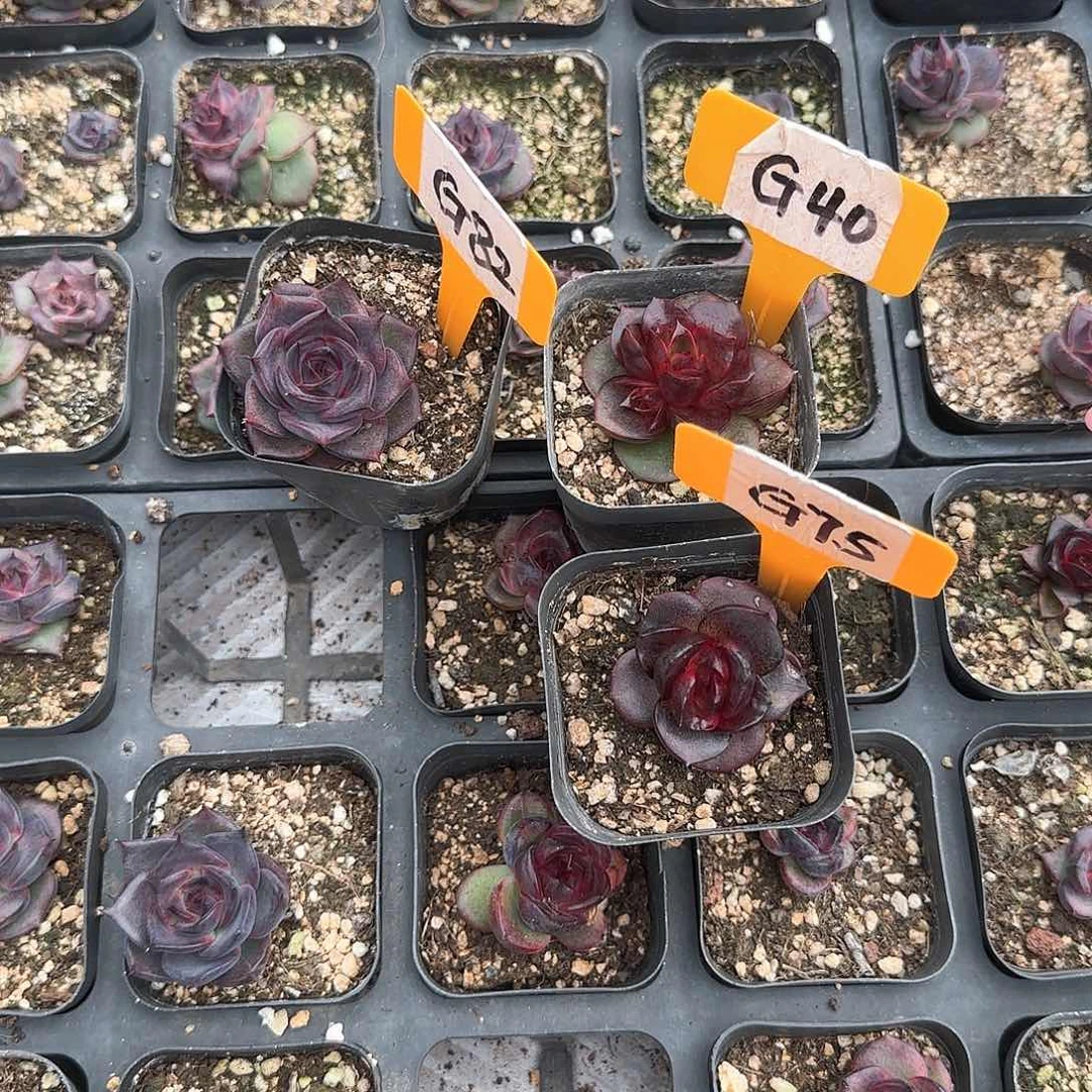 浅**凉G82-40-75黑天鹅发光玫瑰多肉