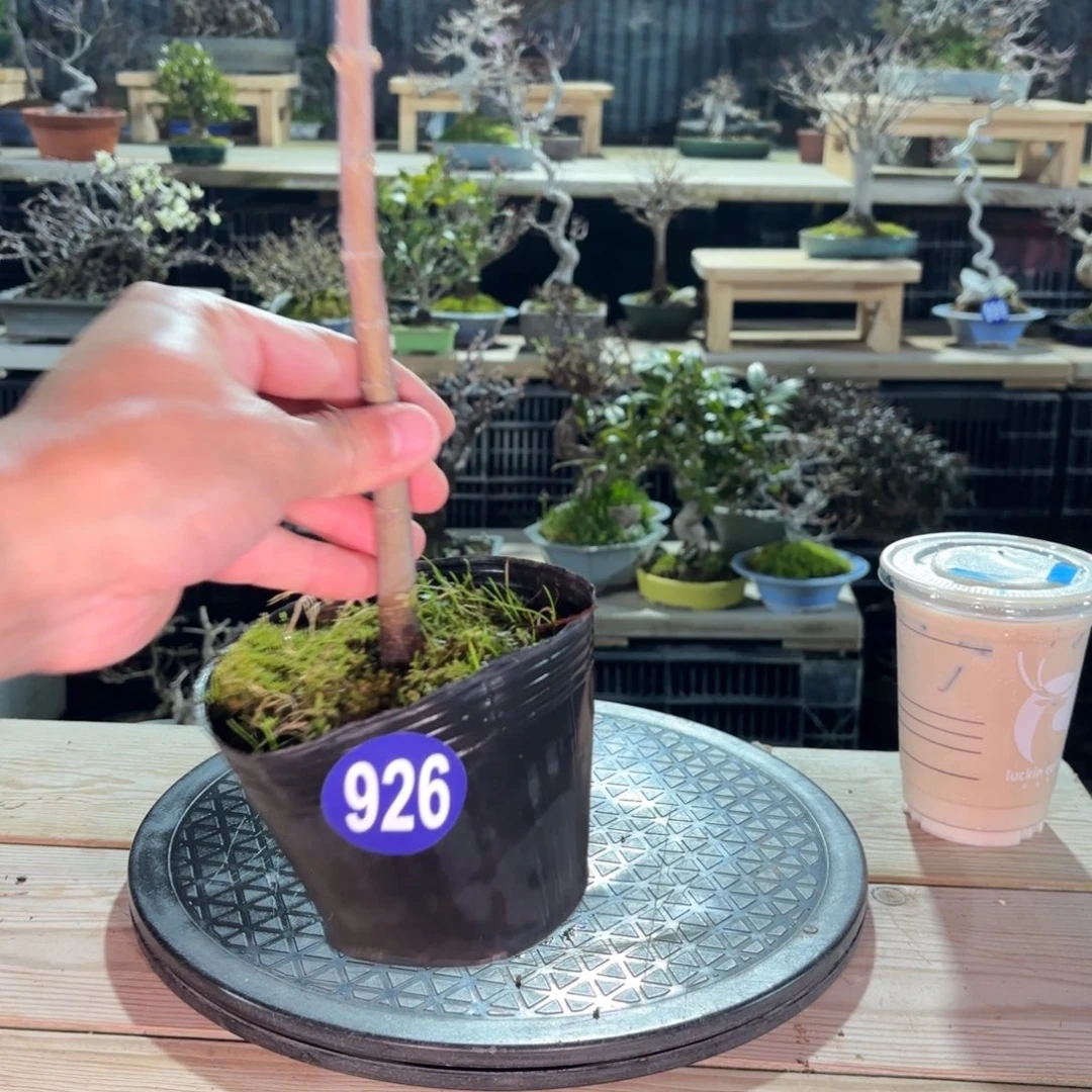 用***6全场盆景926号包邮