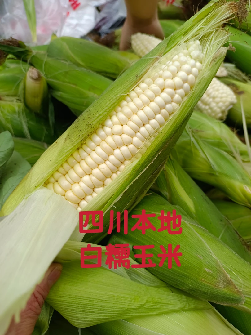 四川农家种植排骨汤新鲜现摘白甜糯玉米粘糯甜玉米香甜可口软糯香