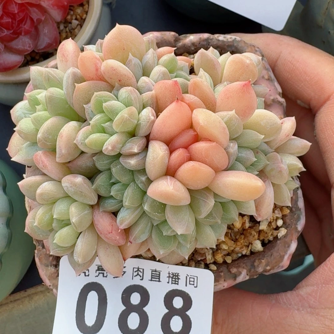 百达翡翠      愿你一路坦途，乘风破浪展宏图