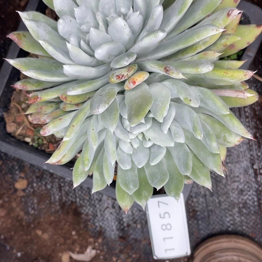 M****g仙女杯多头老桩11857