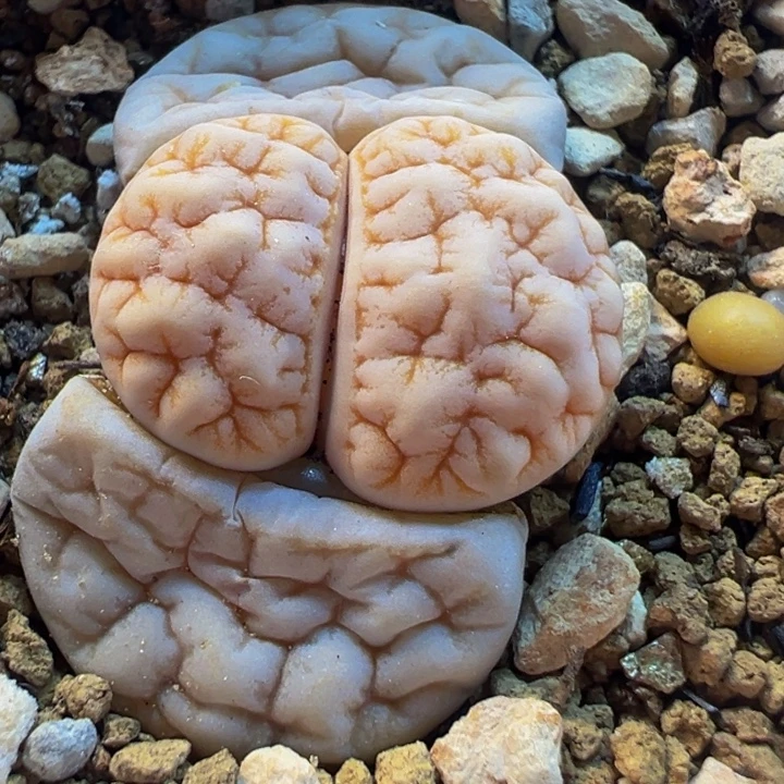 拿铁189荒玉多肉植物