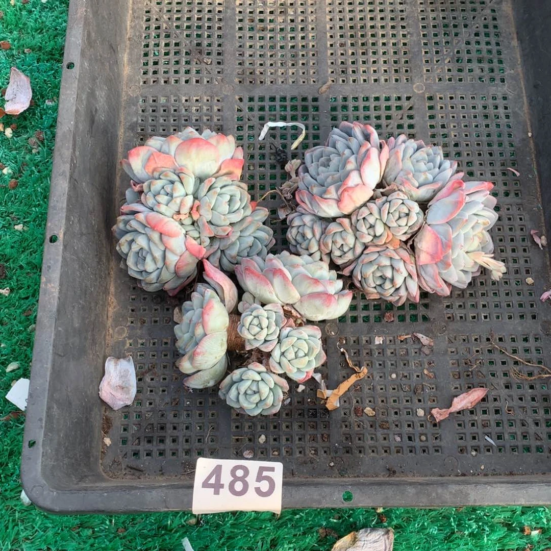 485冰玉多肉植物组合