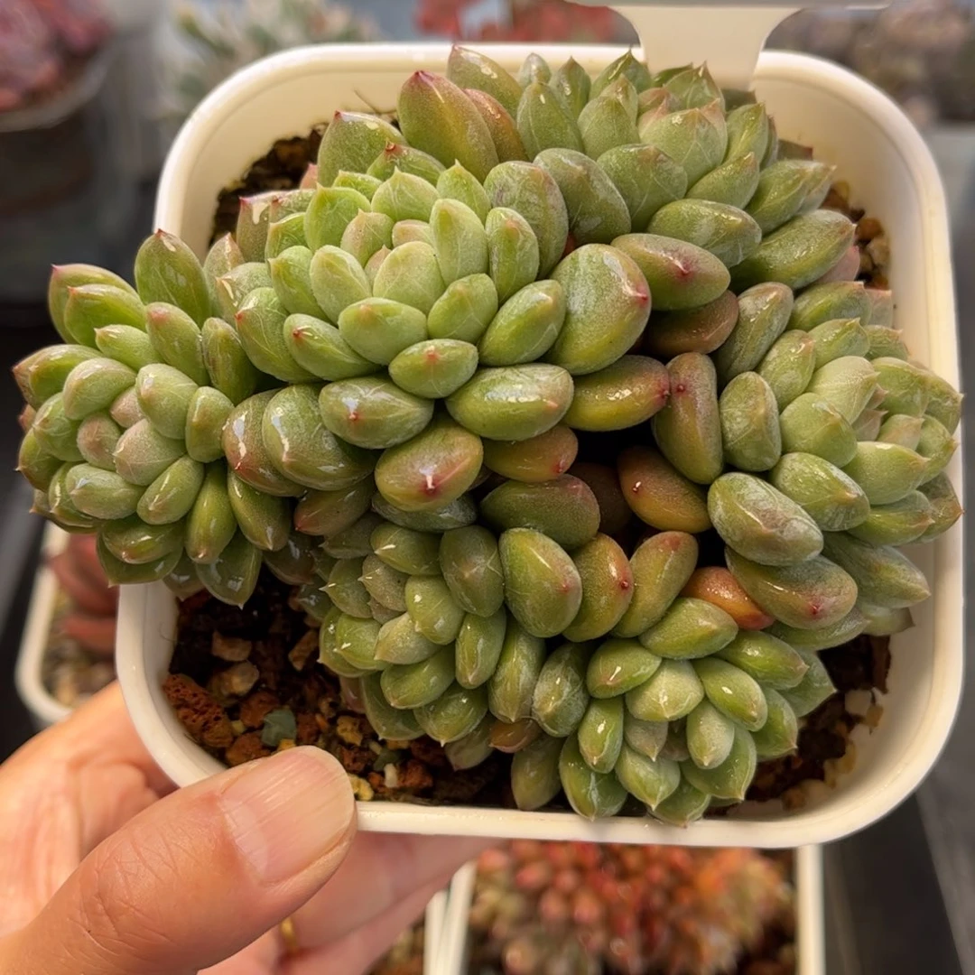 2922 满30包邮天冷地区必拍保温箱