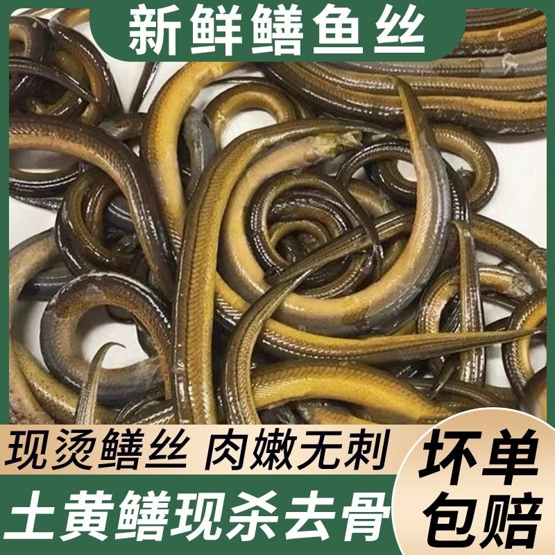 户外黄鳝鲜活现杀去头去骨去内脏黄鳝丝当天加工当天发