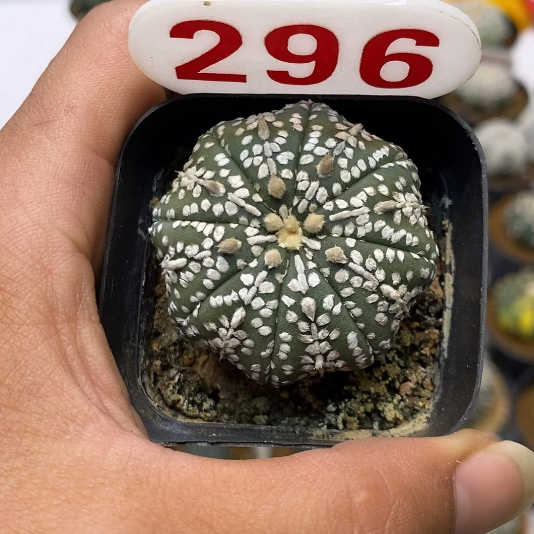 296特价啦福利特价咯