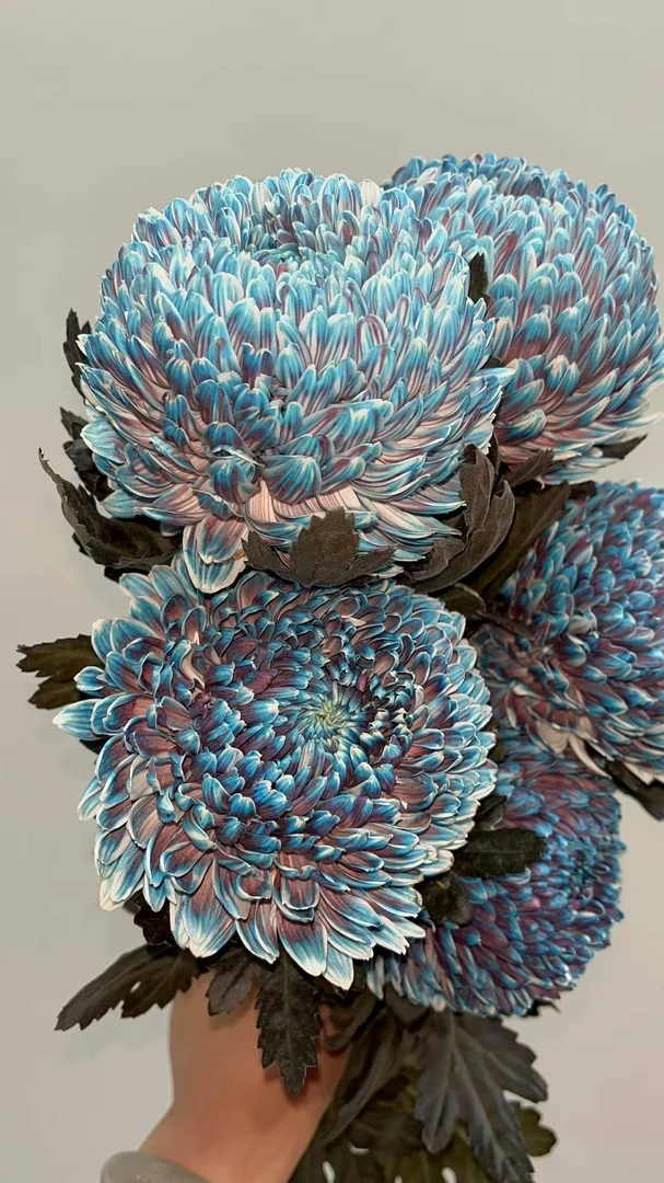 婵之语花咖婵之语特级 孔雀蓝牡丹菊鲜切花