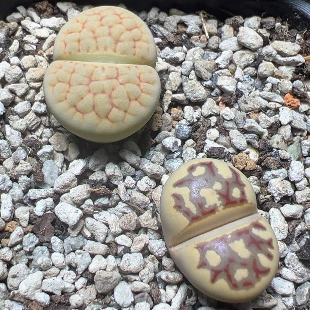 【闪购商品】 1124。