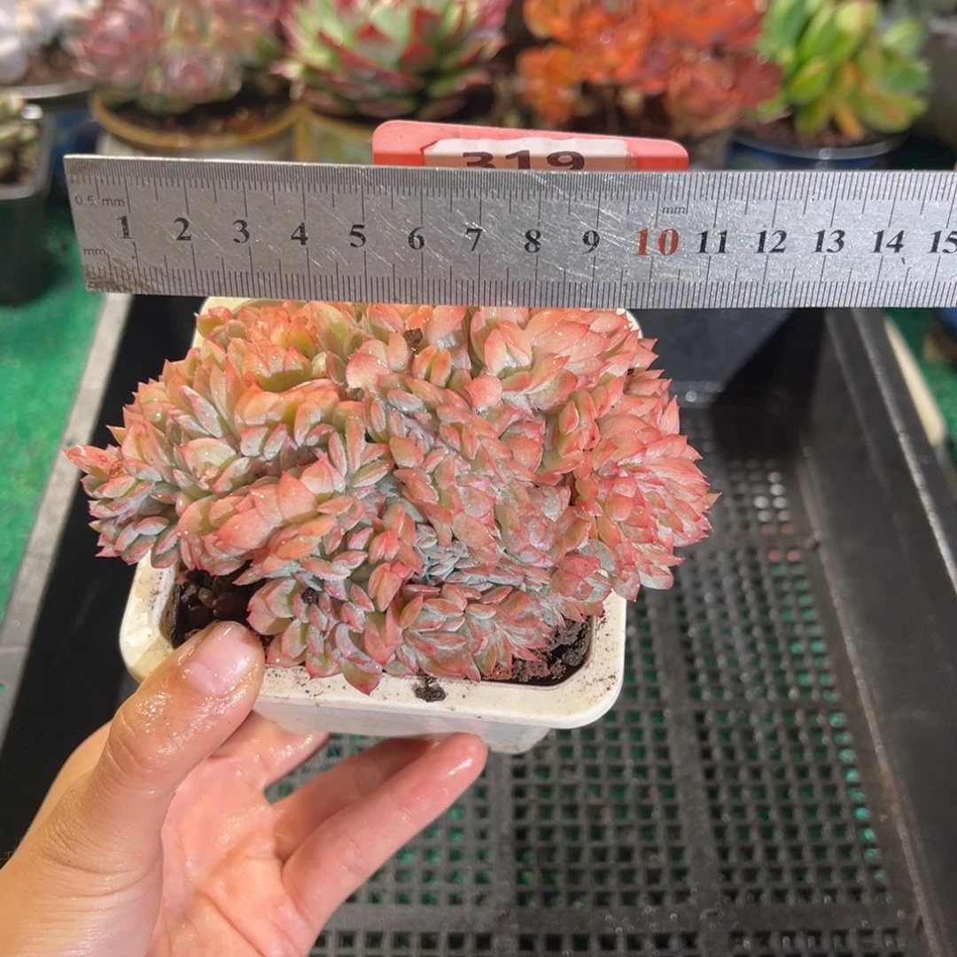 表妹精品多肉植物319.