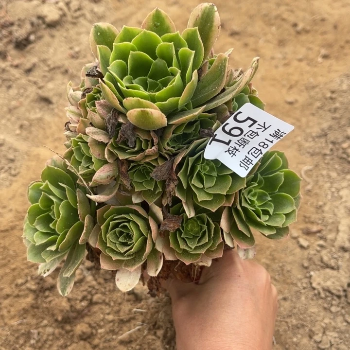 591辛尼亚小手捧4号棚