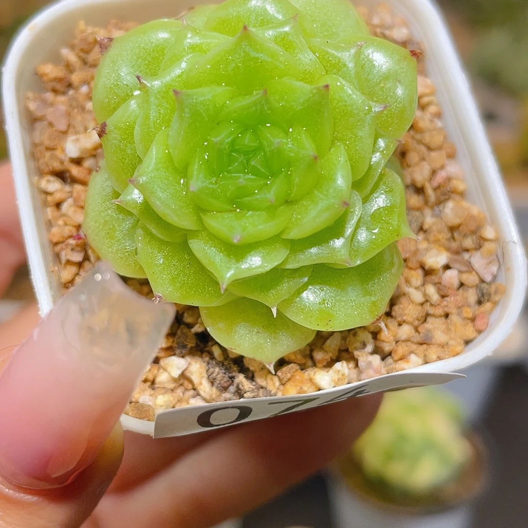 074白银祭司。