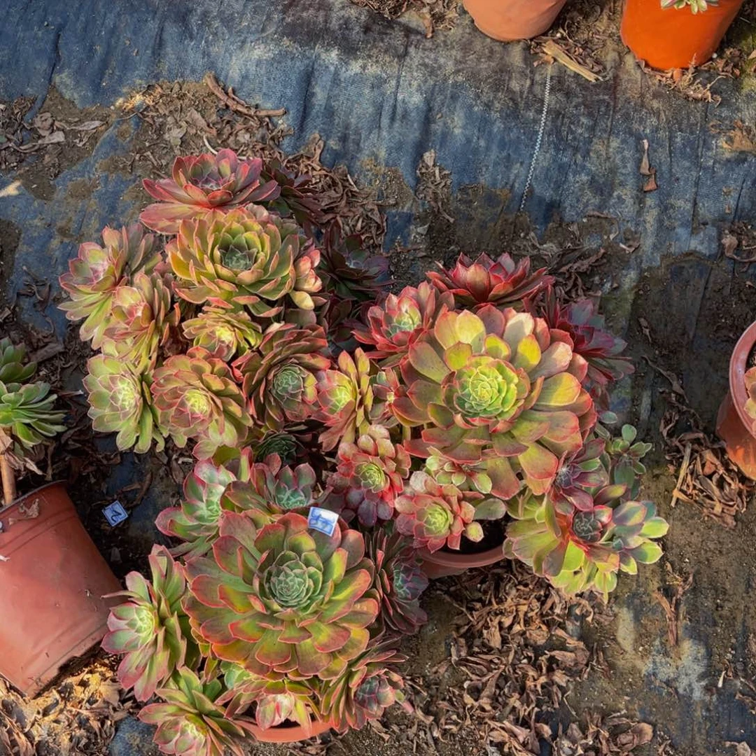 用***0砍头54鲜花老桩砍头