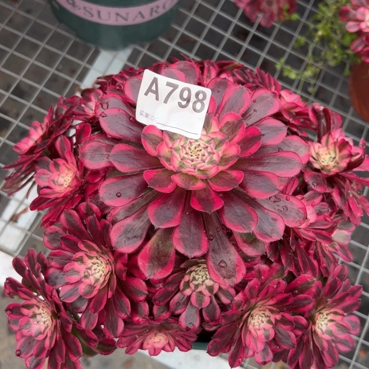 798红铜超白25厘米左右