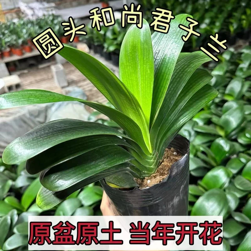 12-14片室内绿色植物:四季常青君子兰大苗好养原盆发货高档盆栽
